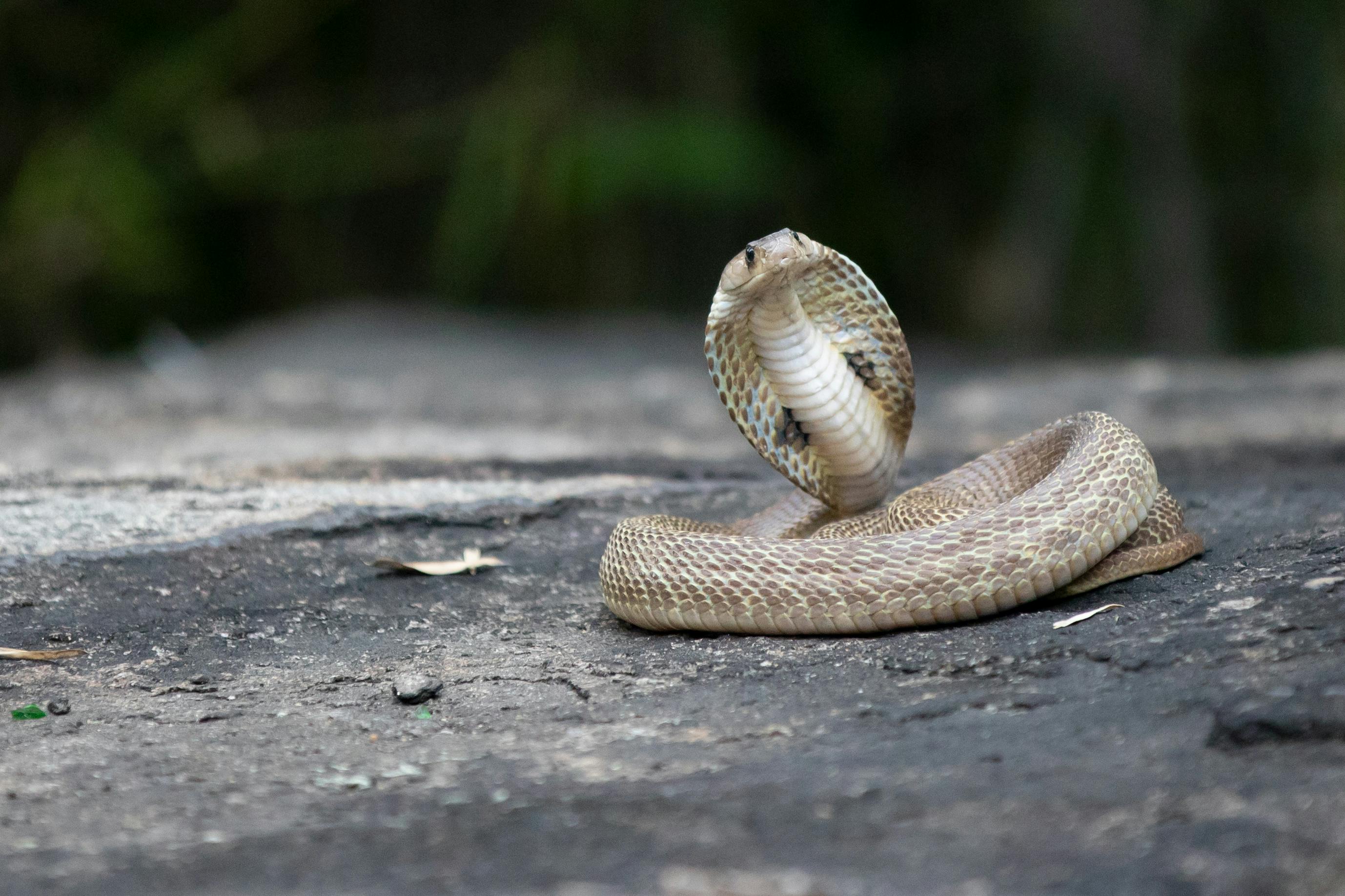 Sustainable business is not an oxymoron - Irula snake catchers industrial cooperative society 